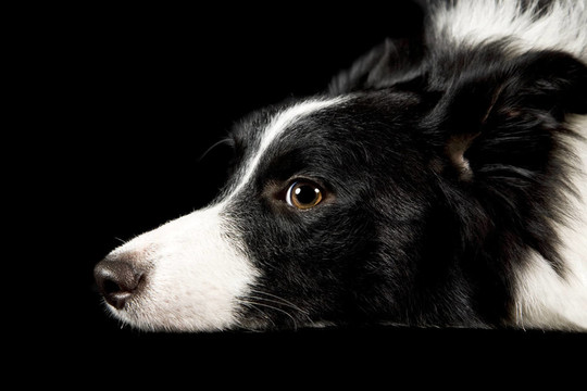 邊境牧羊犬