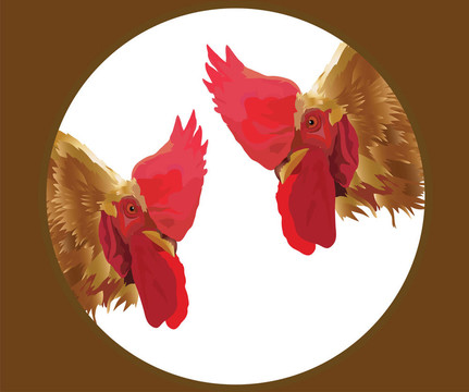 公雞