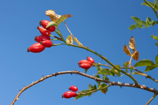 紅薔薇果