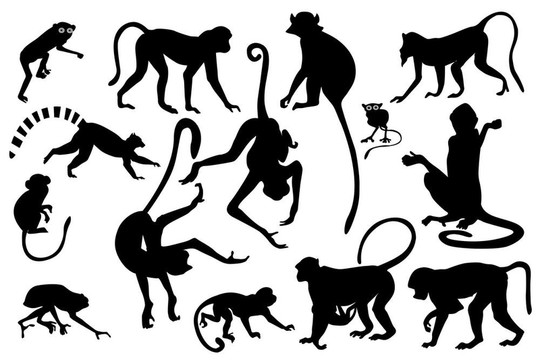 猴子的輪廓收藏