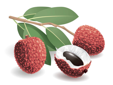 荔枝果實(shí)