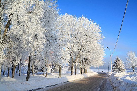 道路附近的雪樹