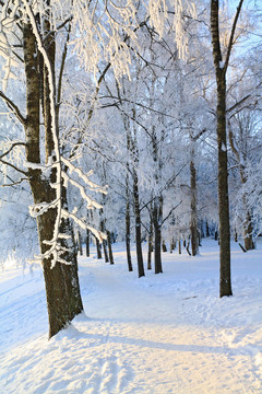 冬季公園里的雪里