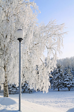鎮(zhèn)火炬附近的雪樹