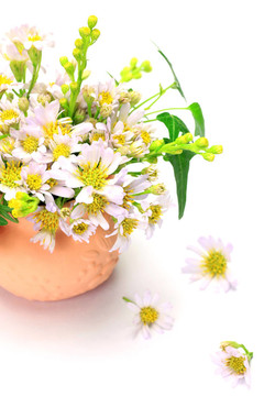 金盞花和常春藤
