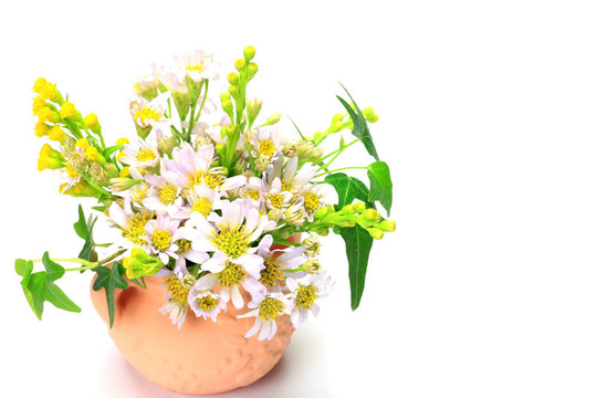 金盞花和常春藤