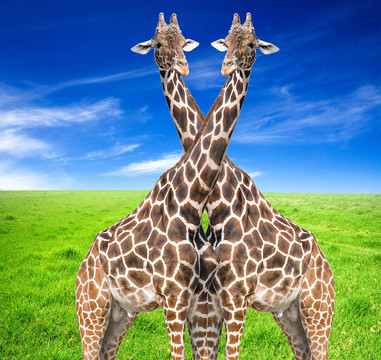 Giraffe（長頸鹿）