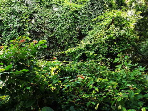綠色植物