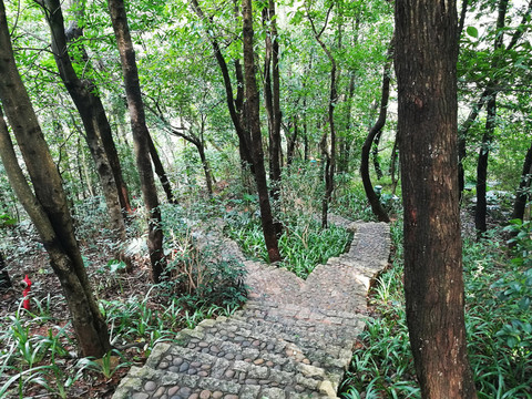 筆架山森林