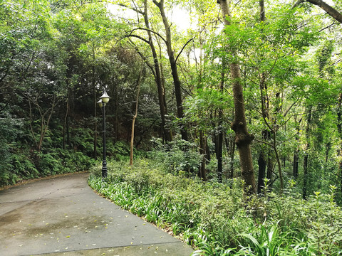 筆架山登山道