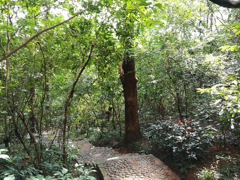 綠色樹林