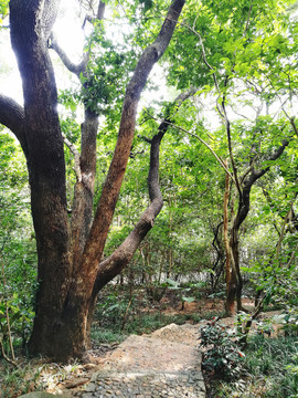 筆架山公園小徑