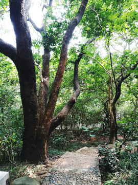 樹林