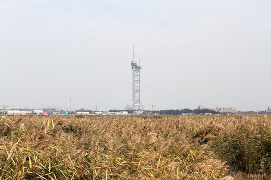 濕地 水 鳥 蘆葦 風(fēng)光 生態(tài)