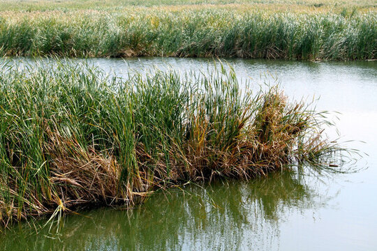 濕地 水 蘆葦