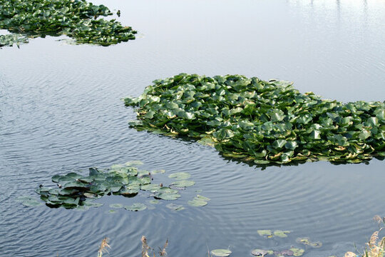 大慶 龍鳳濕地 蓮花 湖泊