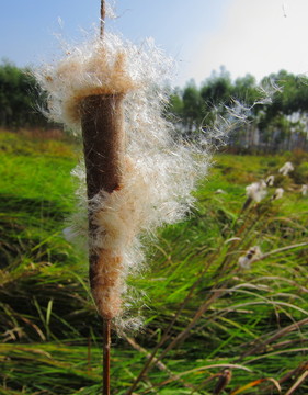 狗尾巴草