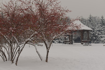 白雪紅豆