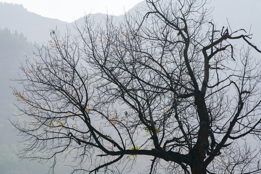 畫意樹枝背景