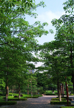 佛山千燈湖公園林蔭道