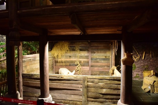 養(yǎng)豬