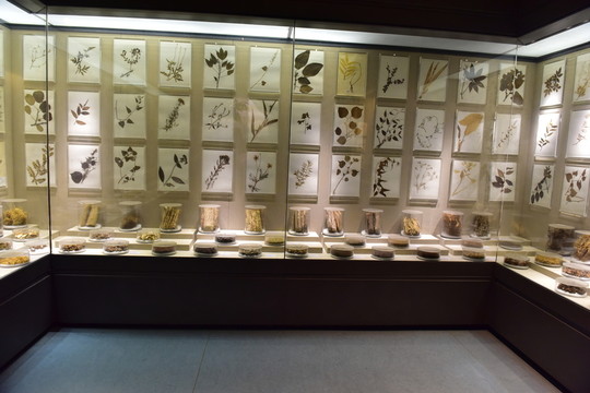 中草藥標(biāo)本展示廳