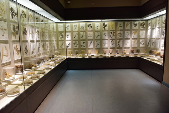 中草藥標(biāo)本 展示廳