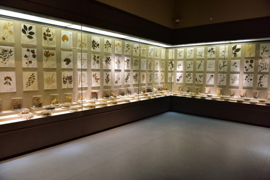 中草藥標本展示廳
