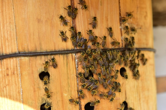 農村蜂桶蜜蜂