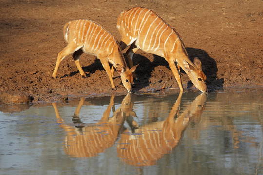 Nyala antelopes喝