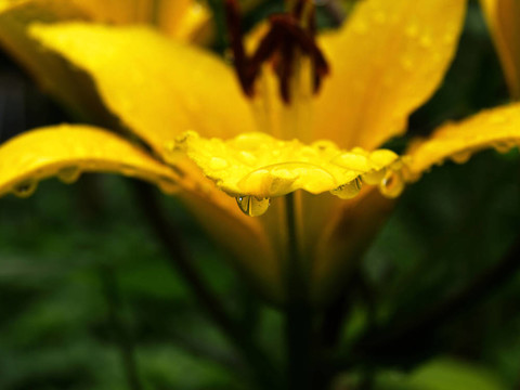 在黃色百合花在綠色背景的花瓣雨滴