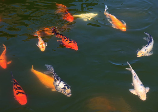 一群魚（鯉魚）在池塘里。