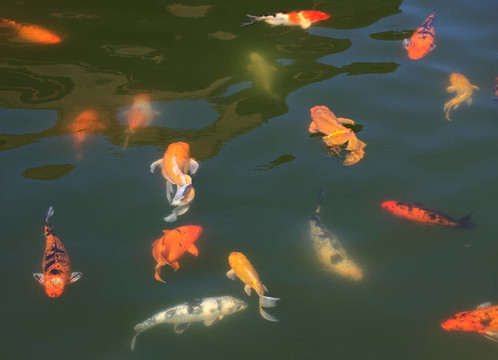 一群魚（鯉魚）在水。