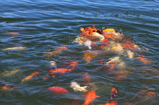 魚（鯉魚）爭奪食物。