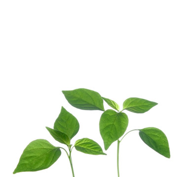 植物