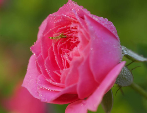 Rose Flower芽