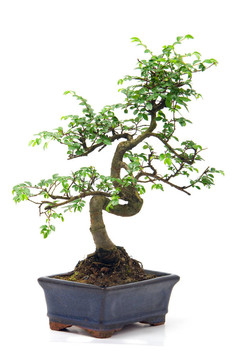綠色背景下的中國(guó)盆景樹(shù)