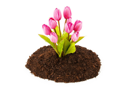 彩色郁金香花生長(zhǎng)在土壤中