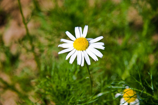 camomiles