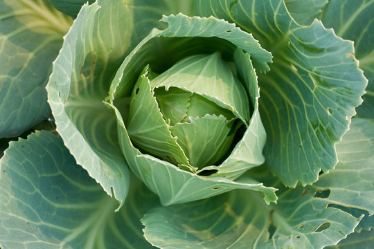 Field大白菜生長的研究
