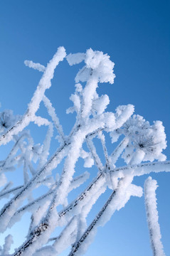 Frozenned flower的冬景。