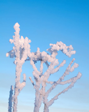 Frozenned flower的冬景。