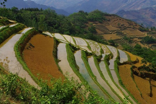 山區(qū)水稻景觀