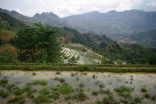 山區(qū)水稻景觀