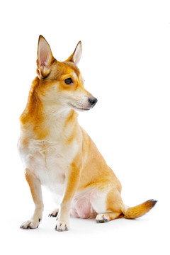 狗