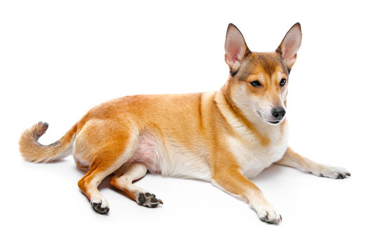 狗