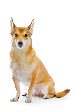 狗