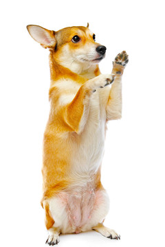 狗