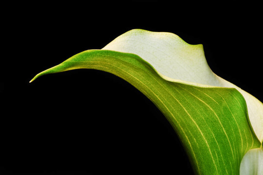 在黑色的美麗的calla lily flower