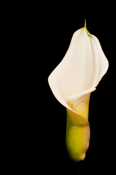 在黑色的美麗的calla lily flower